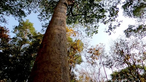 Big trees in thailand Stock Footage 249973750