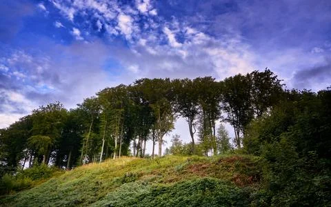 Big trees under blue sky with clouds. Stock Photos