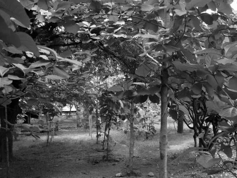 BIG TREES UNDER SUNLIGHT Stock Photos
