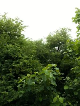 BIG TREES UNDER SUNLIGHT Foto stock