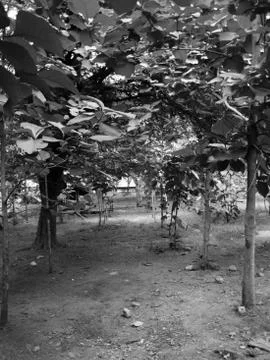BIG TREES UNDER SUNLIGHT Stock Photos