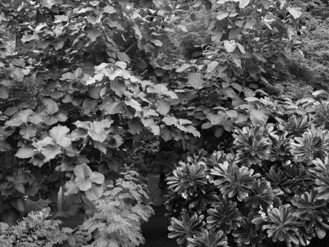 BIG TREES UNDER SUNLIGHT Stock Photos