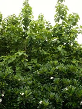 BIG TREES UNDER SUNLIGHT Stock Photos