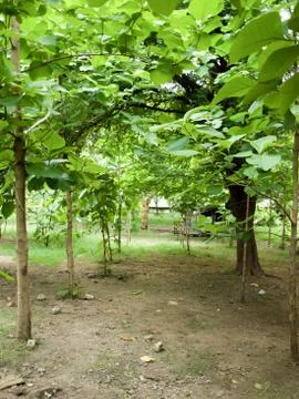 BIG TREES UNDER SUNLIGHT, Stock Photos