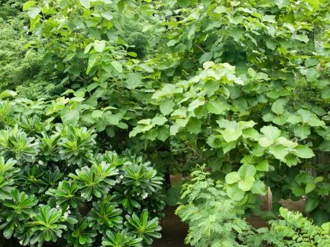 BIG TREES UNDER SUNLIGHT Stock Photos