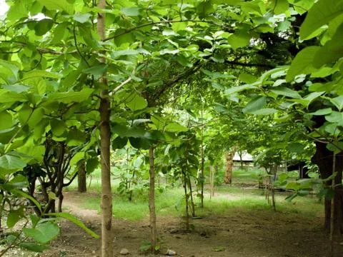 BIG TREES UNDER SUNLIGHT Stock Photos