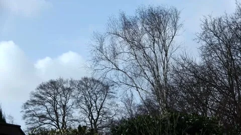 Big Trees waving in the storm Video stock 151094036