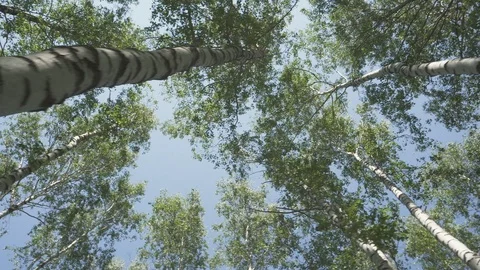 Big trees in a wild forest. Crowns of trees against the sky. Stock Footage 120649500