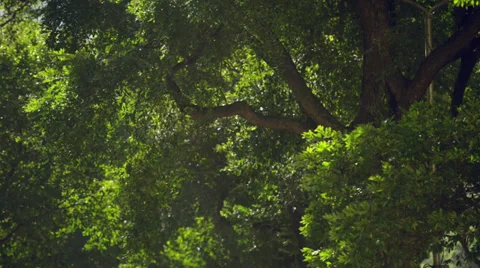 Big Trees in the Wind Stock Footage 37459088