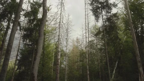 Big trees with wind Stock Footage 261419406