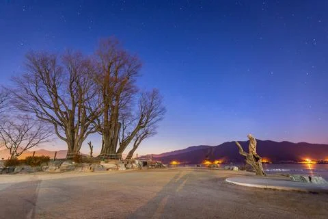 Big trees in winter and a sky full of stars in Dumulmeori, Yangpyeong, Sout.. Foto stock