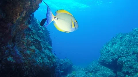 Big triggerfish swimming Stock Footage 101988170