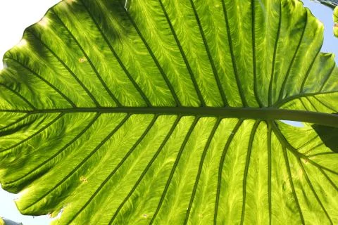 Big tropical leaf. Close up Stock Photos