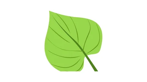 Tropical elephant ear leaf icon animatio... | Stock Video | Pond5