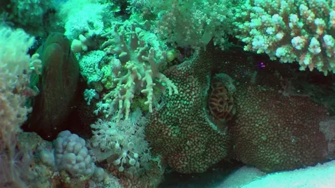 Big Tropical moray on the seabed. Stock Footage 232990650
