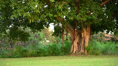 Big tropical tree on a green lawn. Stock Footage 169130516