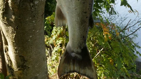 Big trout fish Stock Footage 118387333