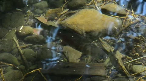 Big trout in the water Stock Footage 12395276