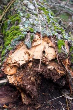 A Big Trunk with Moss Stock Photos