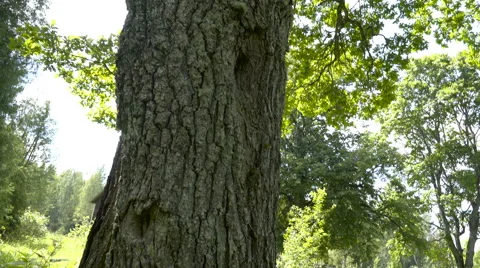The big trunk of the oak tree Stock Footage 64797153