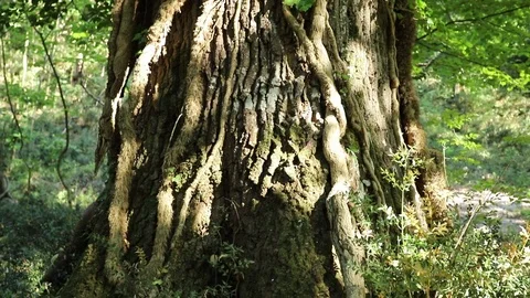 The Big Trunk Of The Oak Tree Stock Footage 111913809