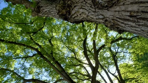 Big trunk of the tree on a closer look 스톡 동영상 114083091