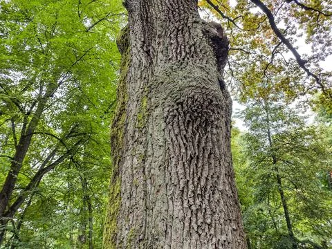 The big trunk of a tree in Romania Stockfoto's