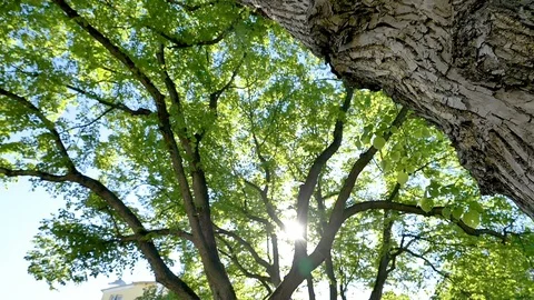 Big trunks of the trees and the green leaves outside Stock Footage 115796198