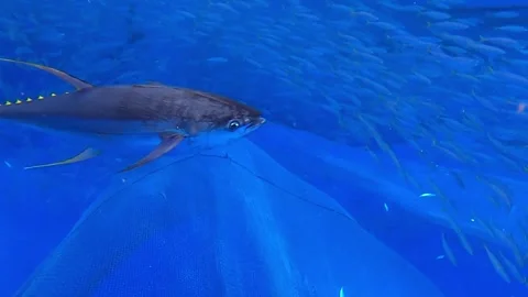 The Big Tuna Fish in the depths of the sea. The Tuna Fish caught in the sea. 스톡 동영상 280328053