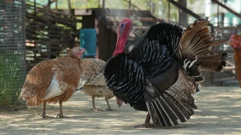 Big turkey walking in the yard. Slow motion Видео 107627999