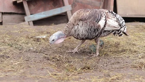 A big turkey walks around the yard in the rain Video stock 247330715