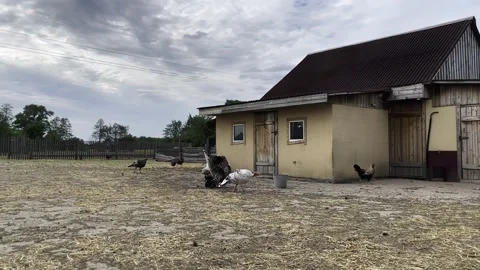 A big turkey walks in the yard in the village, a large chicken coop Stock Footage 259417841