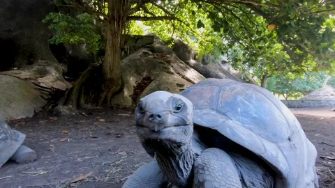 Big turtle Aldabra in the Seychelles. Stock Footage 101974002