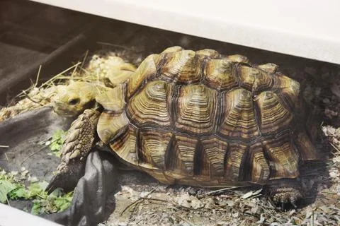 Big turtle in aquarium Stock Photos