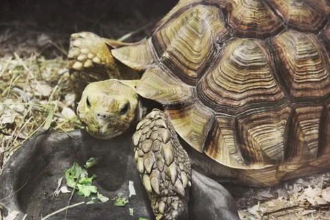 Big turtle in aquarium Stock Photos