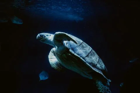 Big turtle capture under water with beautiful light coming from above Foto stock
