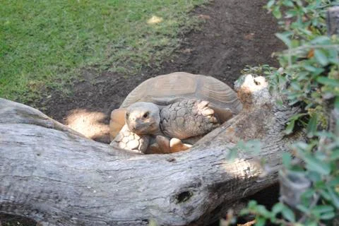Big turtle climbing up a big log Stock Photos