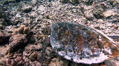 Big turtle close-up underwater Stock Footage 146151617