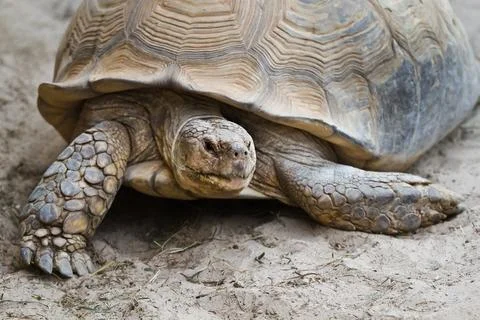 Big turtle in close view Stock Photos