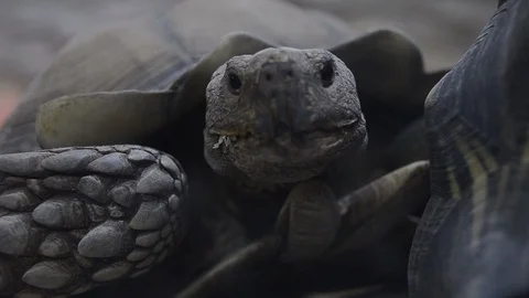 Big turtle closeup Stock Footage 102253910