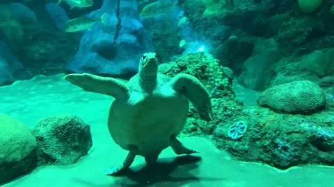 Big Turtle dancing and standing on hind two legs Stock Footage 186238864