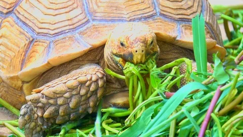 Big turtle eating food, feeding turtle. Close up head, shell and leg Stock Footage 92932953
