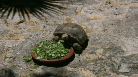 Big turtle eating Video stock 373675