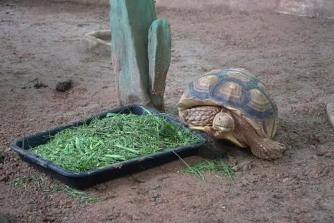 A big turtle eating fresh vegetable morning glory Stock Photos