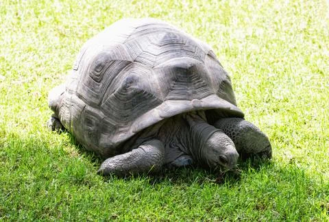 Big turtle feeding in the green grass, beauty in nature Stock Photos