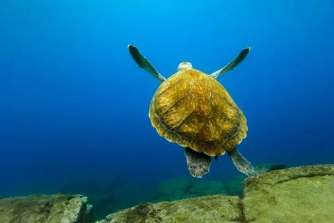 Big turtle floating in the deep blue ocean water. Stock Photos