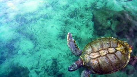 The big turtle is floating underwater Stock Photos