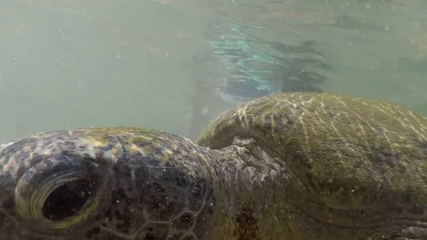 Big turtle Video stock 97845211