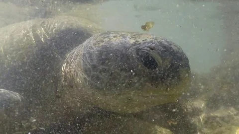 Big turtle Video stock 97845215