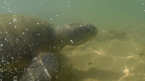 Big turtle Stock Footage 97845244